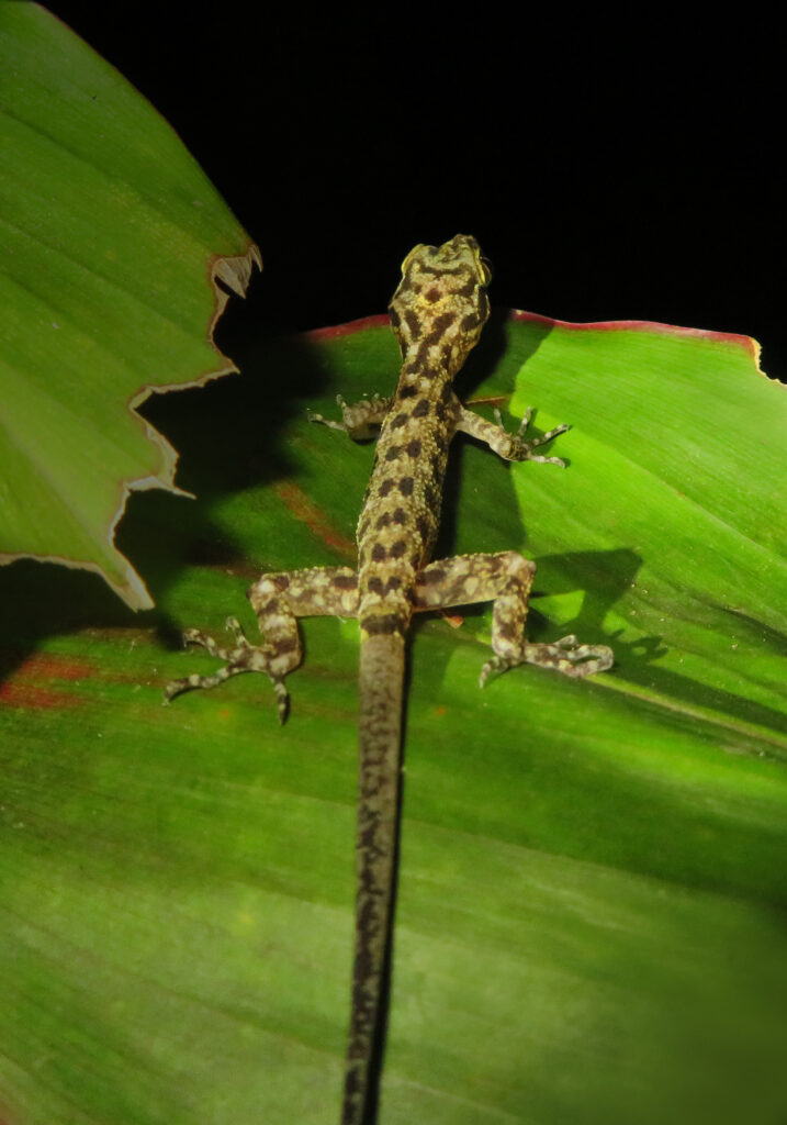 Bent-toed Geckos