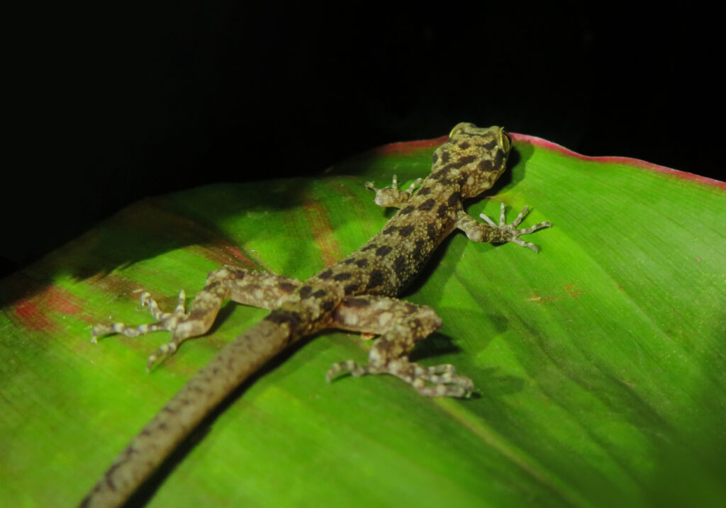 Bent-toed Geckos