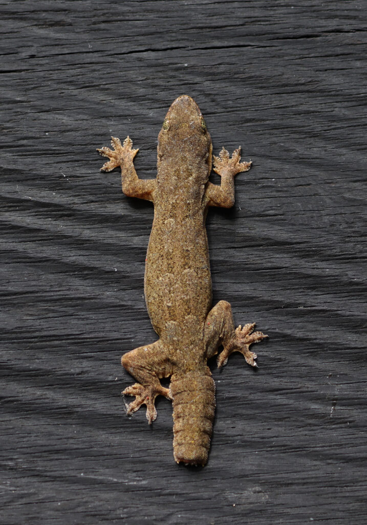 Flat-tailed House Gecko