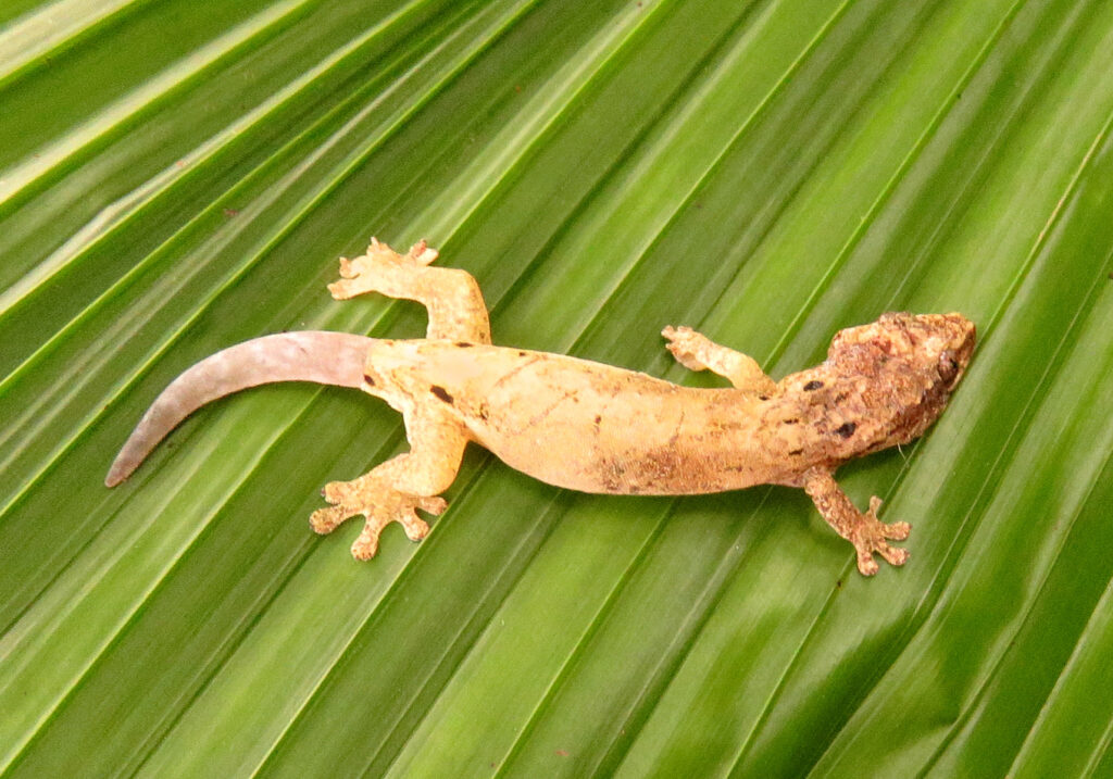 Mourning Gecko