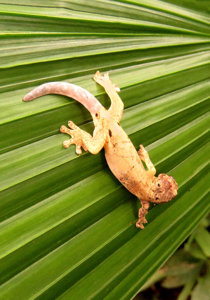 Mourning Gecko
