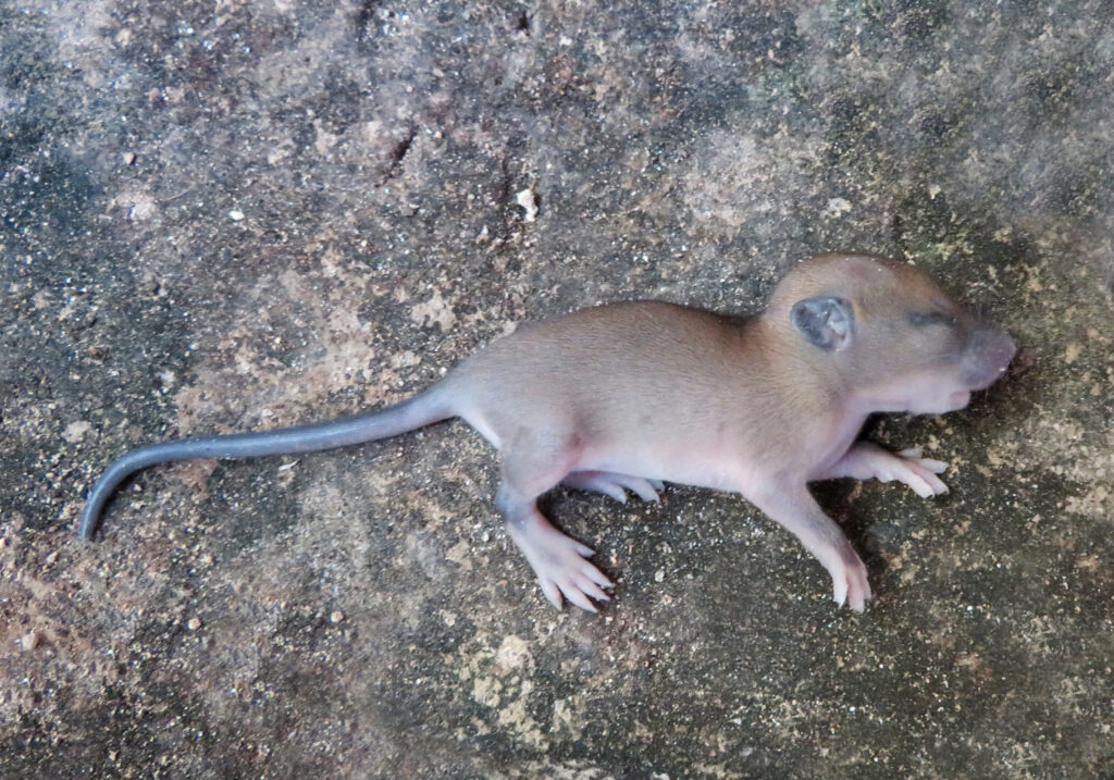 Tikus Dunia Lama (Genus Rattus)