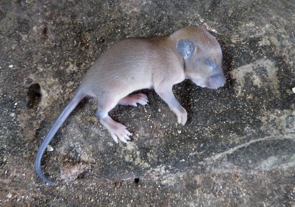 Tikus Dunia Lama (Genus Rattus)