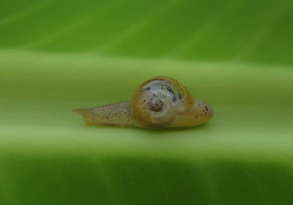 Infraorder Limacoidei