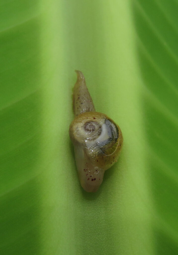 Infraorder Limacoidei