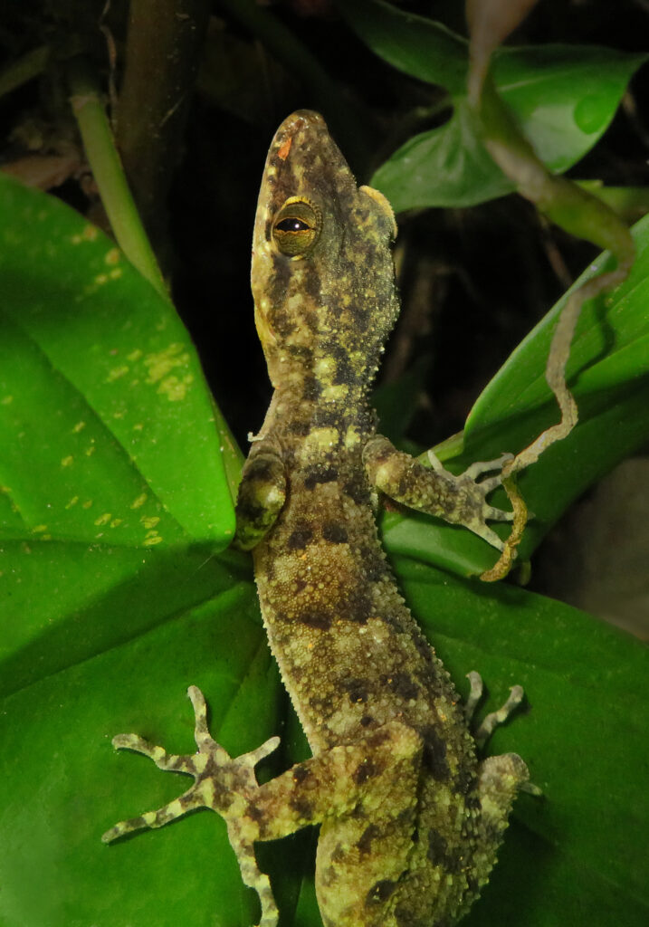 Bent-toed Geckos