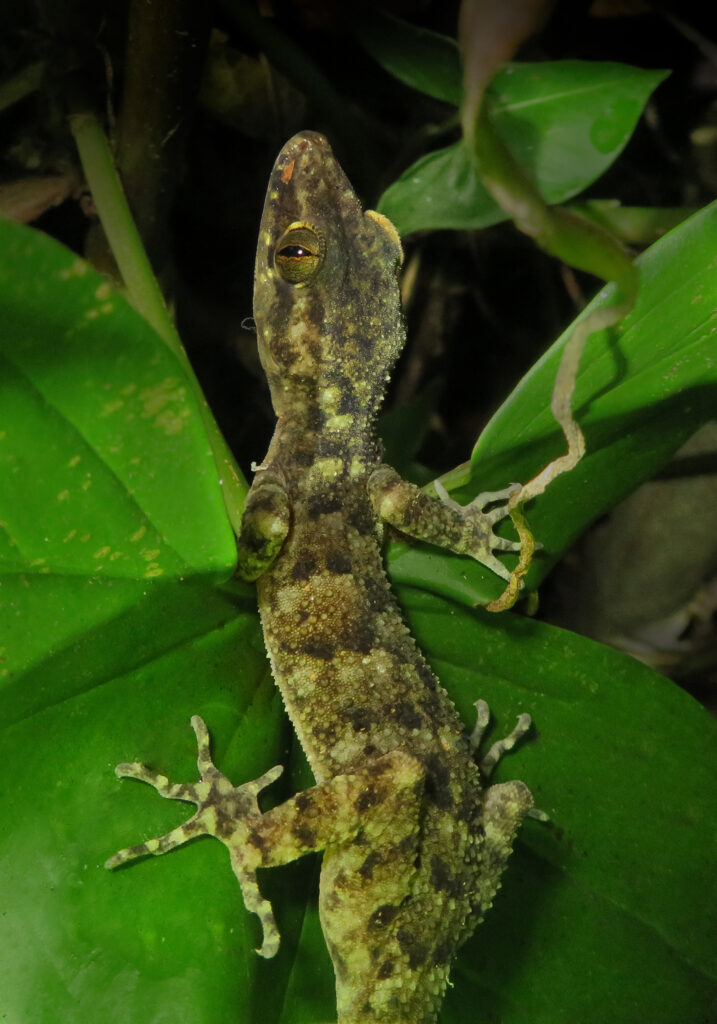 Bent-toed Geckos