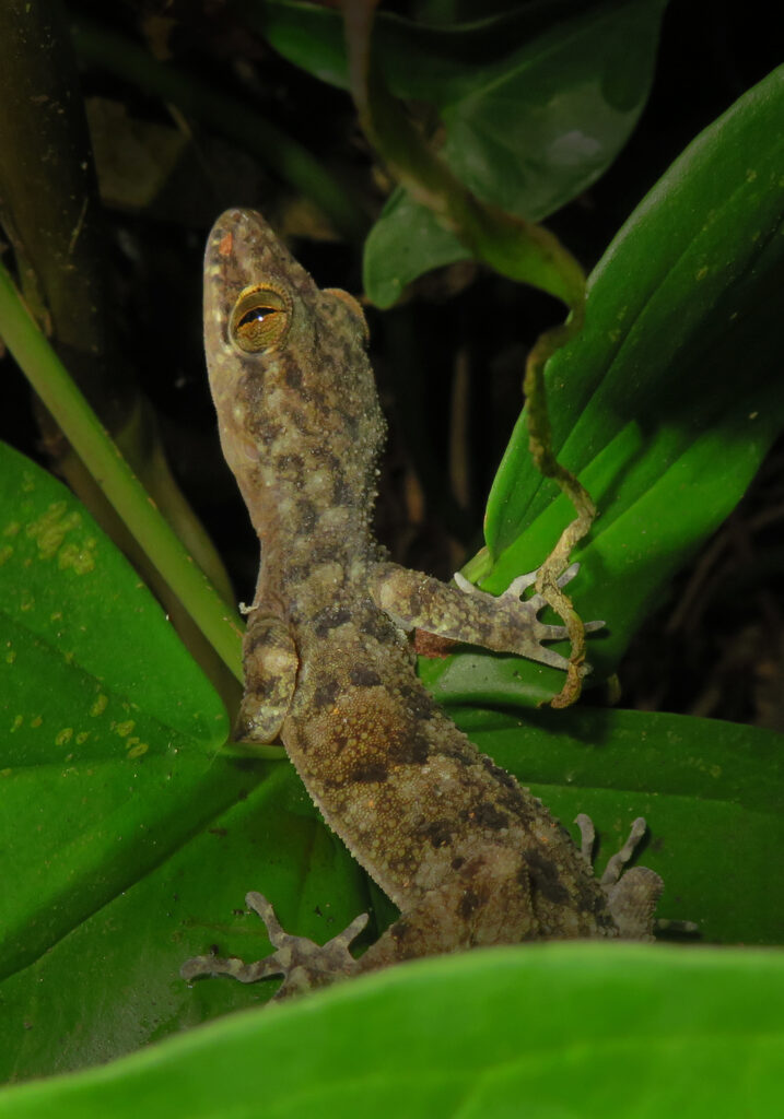 Bent-toed Geckos