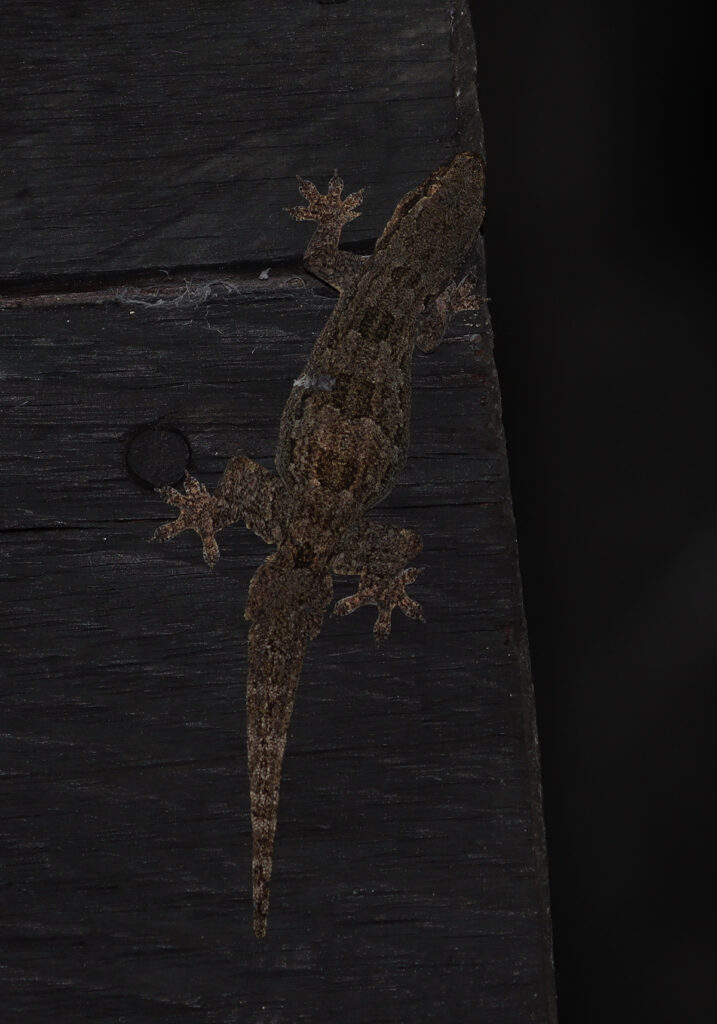 Cicak Rumah Berekor Pipih (Hemidactylus platyurus)