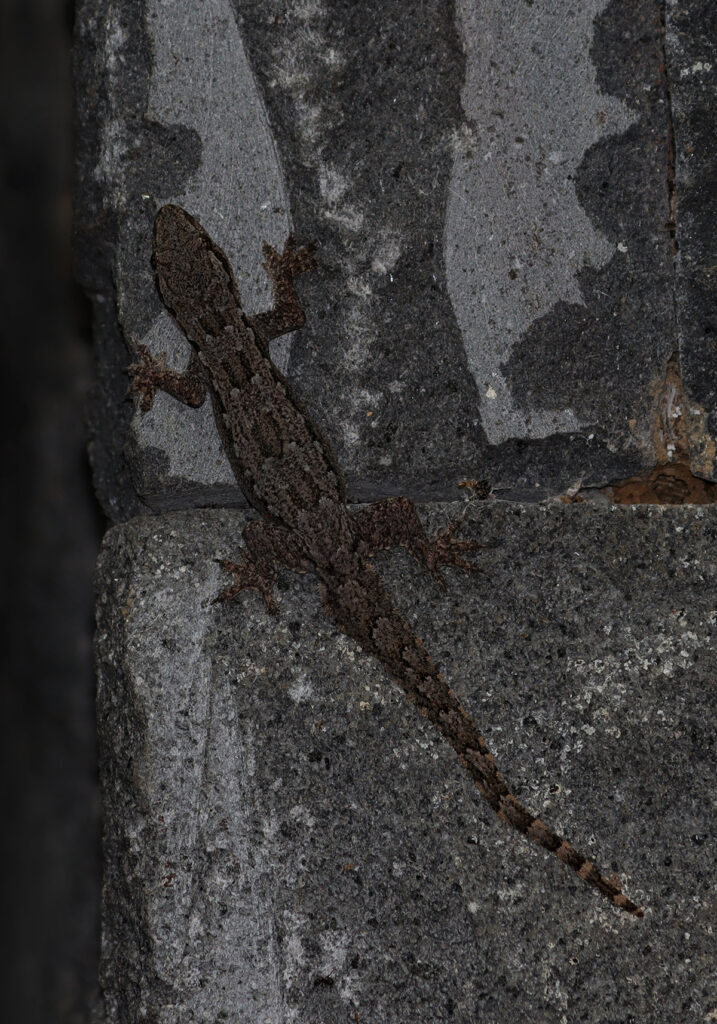Cicak Rumah Berekor Pipih (Hemidactylus platyurus)