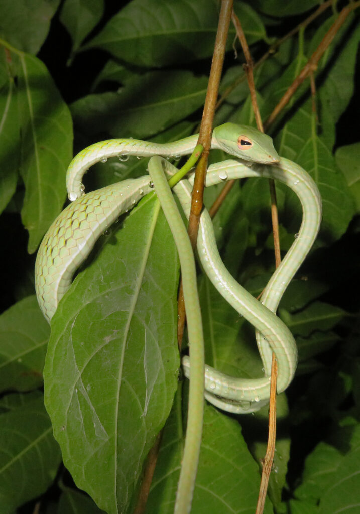 Oriental Whipsnake