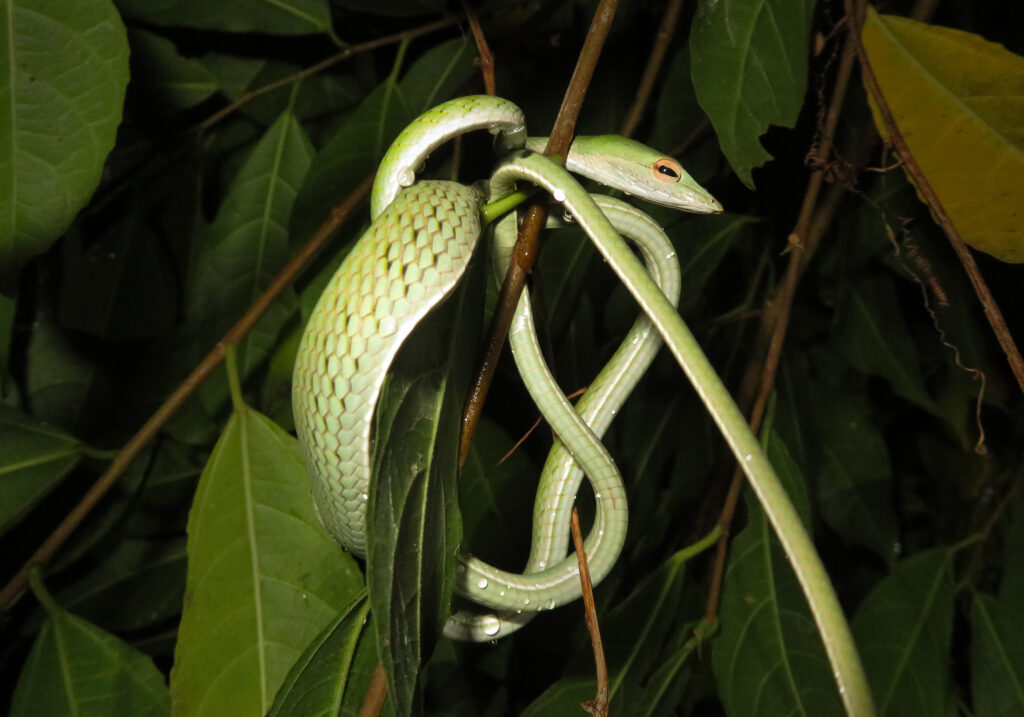 Oriental Whipsnake