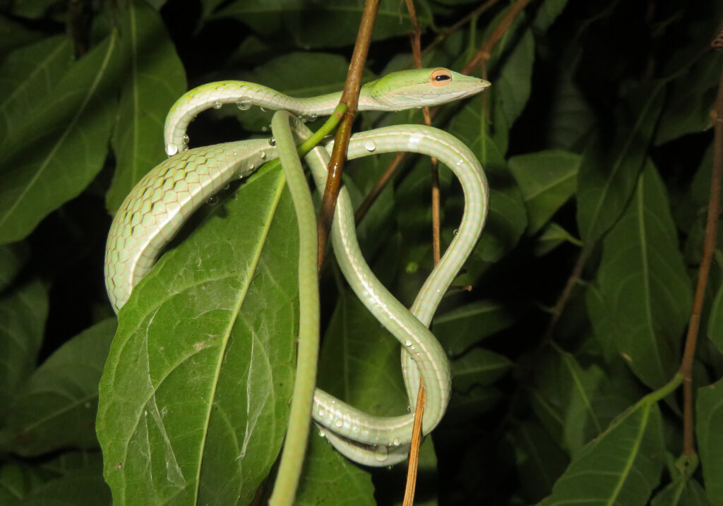 Oriental Whipsnake