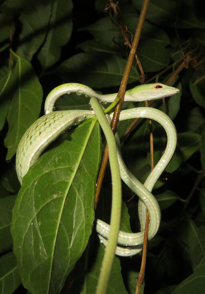 Oriental Whipsnake