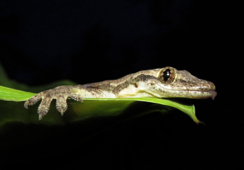 Cicak Rumah Berekor Pipih (Hemidactylus platyurus)