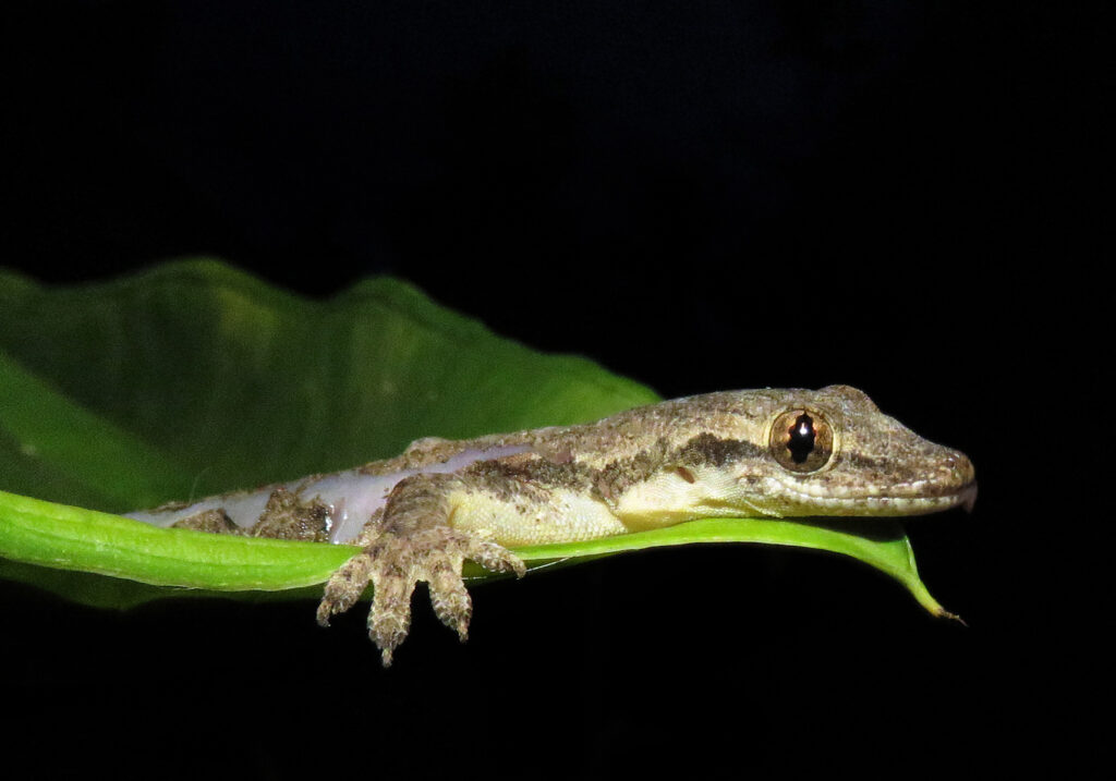 Cicak Rumah Berekor Pipih (Hemidactylus platyurus)