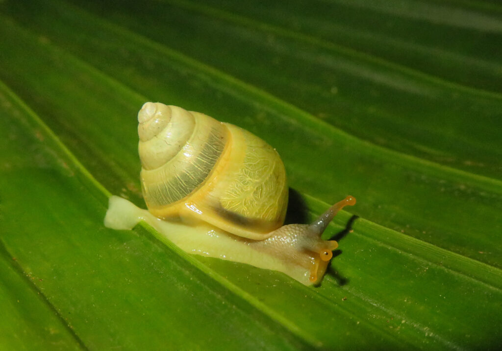 Genus Amphidromus