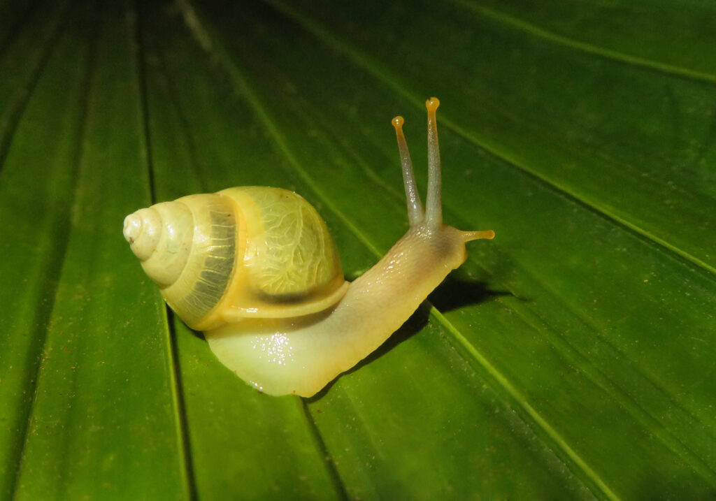 Genus Amphidromus