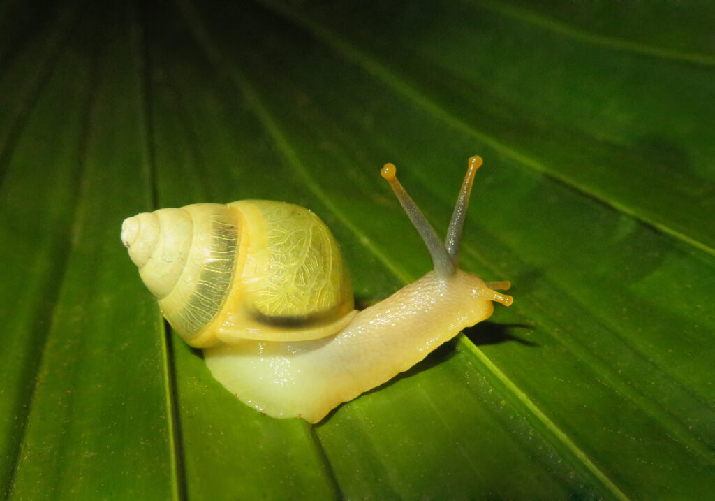 Genus Amphidromus
