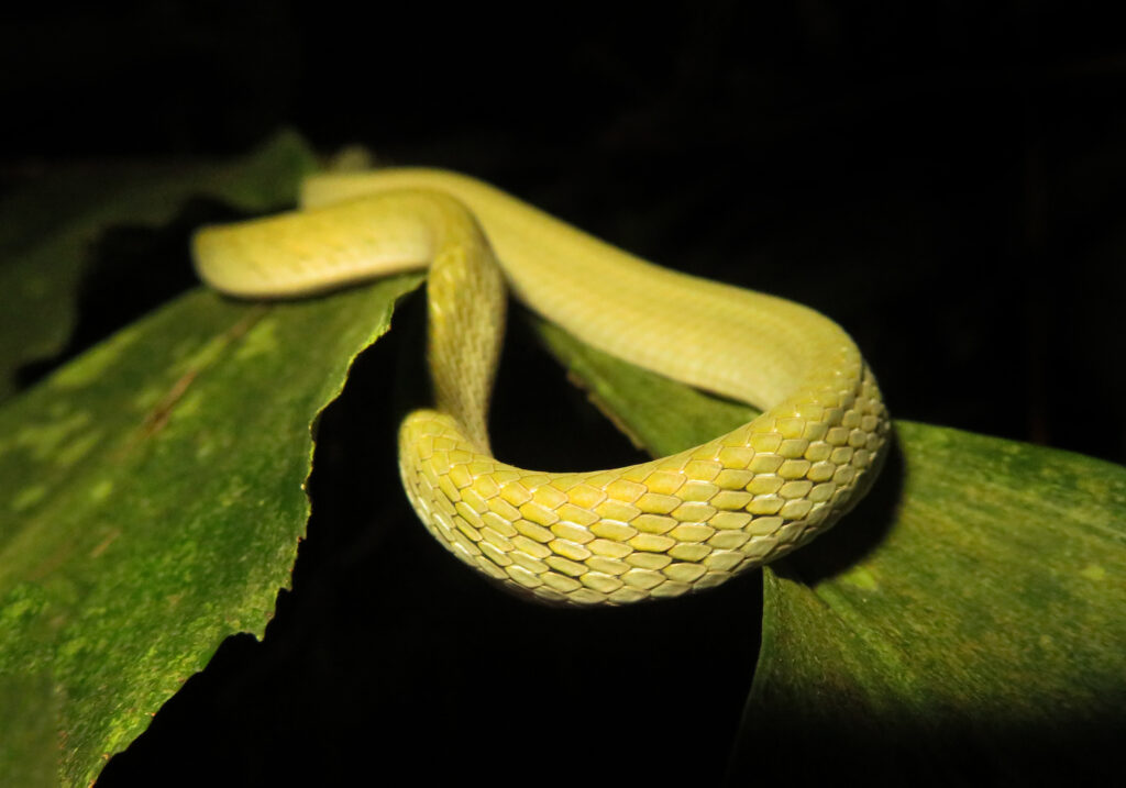 Oriental Whipsnake (Ahaetulla prasina)