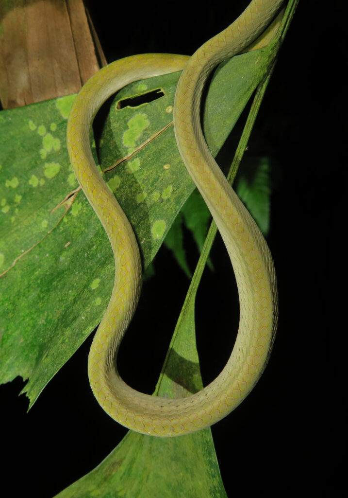 Oriental Whipsnake (Ahaetulla prasina)