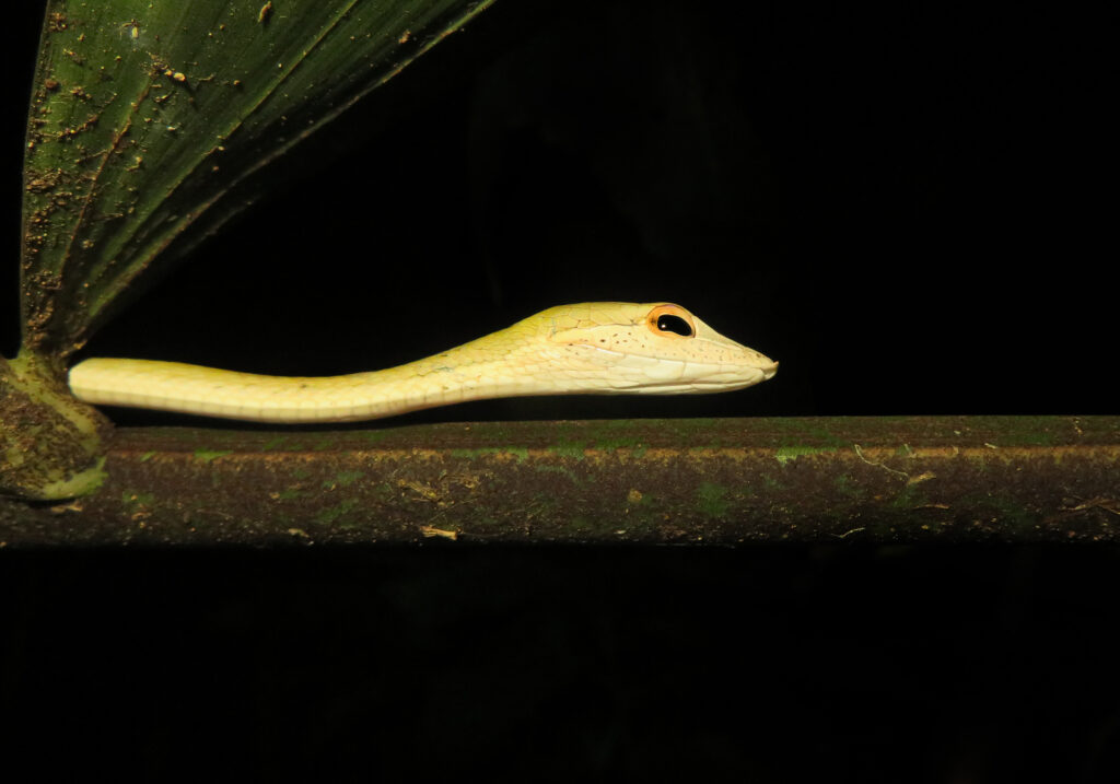 Oriental Whipsnake (Ahaetulla prasina)