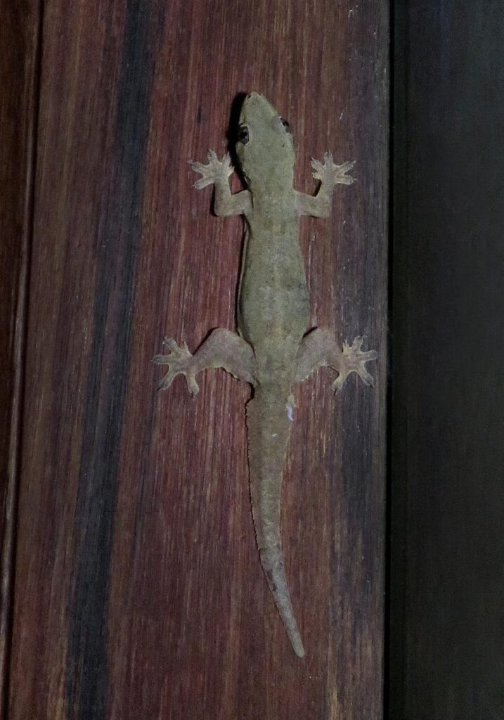 Cicak Rumah Berekor Pipih (Hemidactylus platyurus)