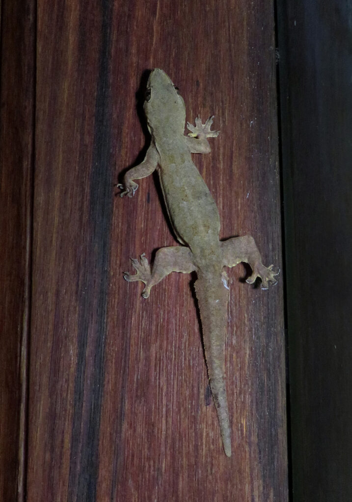 Cicak Rumah Berekor Pipih (Hemidactylus platyurus)