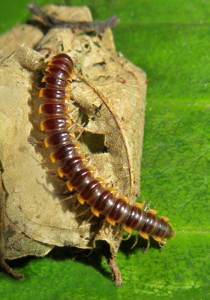 Paradoxical Keeled Millipedes
