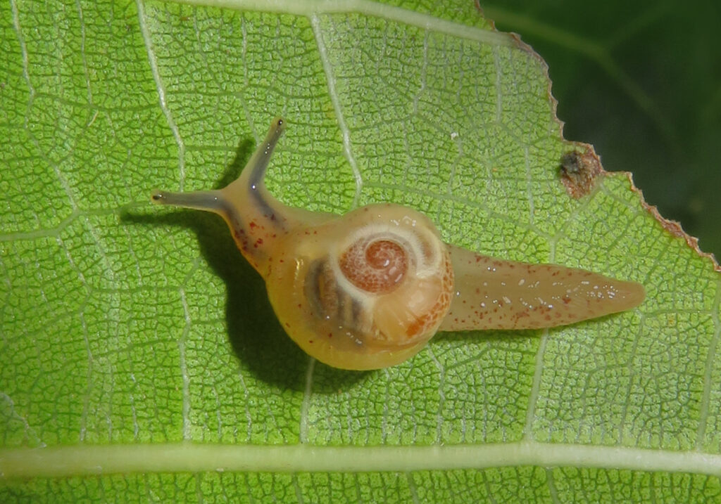 Infraorder Limacoidei
