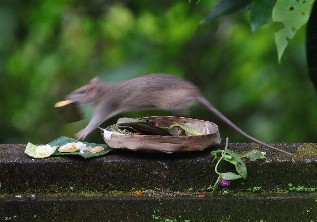 Tikus Dunia Lama (Genus Rattus)