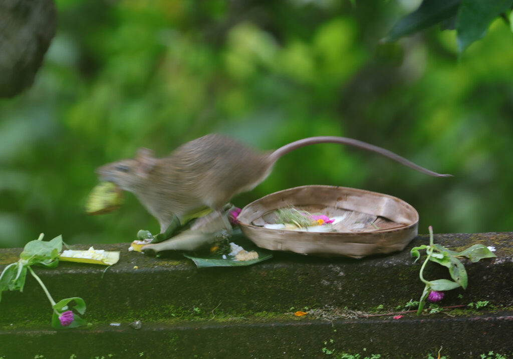 Tikus Dunia Lama (Genus Rattus)