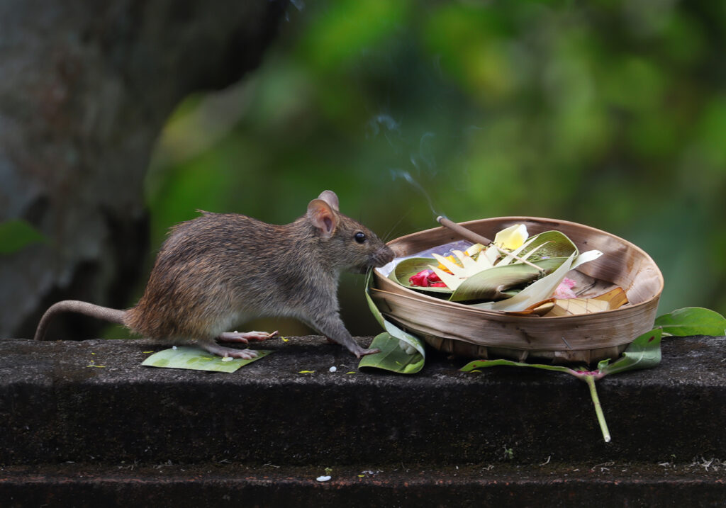 Tikus Dunia Lama (Genus Rattus)