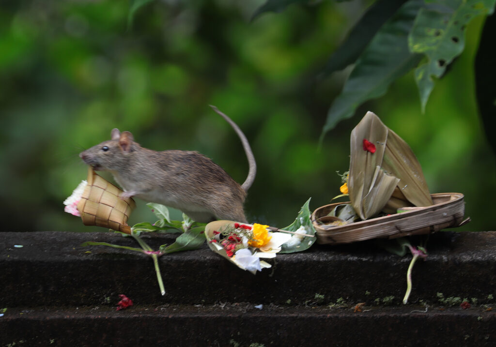 Tikus Dunia Lama (Genus Rattus)