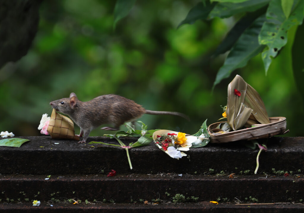Tikus Dunia Lama (Genus Rattus)