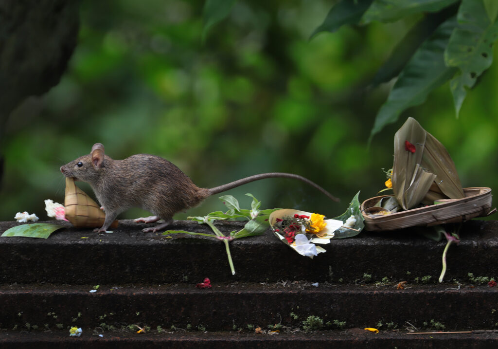 Tikus Dunia Lama (Genus Rattus)