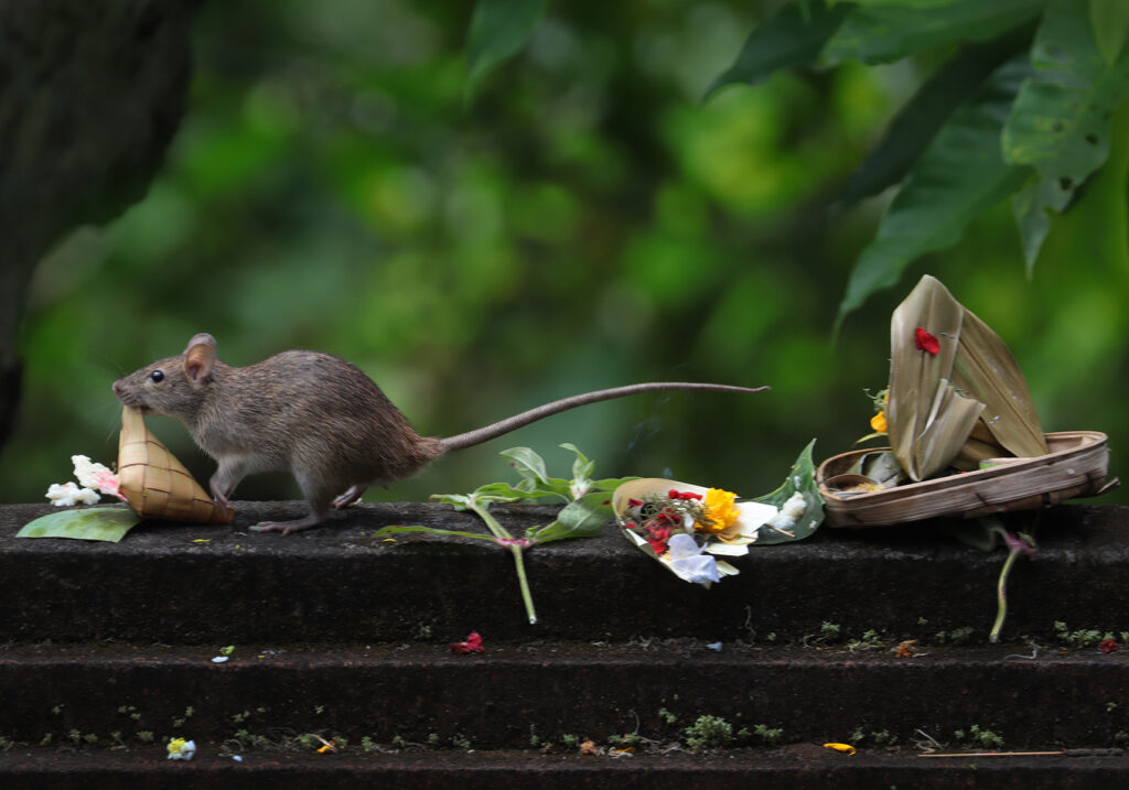 Tikus Dunia Lama (Genus Rattus)