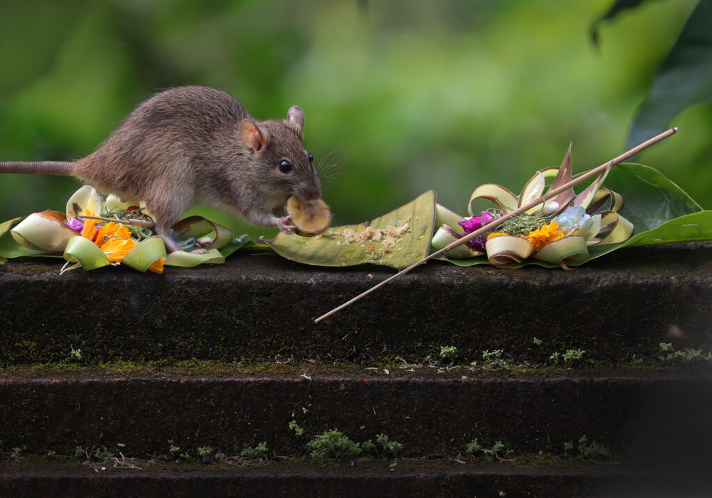 Tikus Dunia Lama (Genus Rattus)