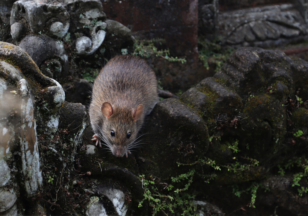 Tikus Dunia Lama (Genus Rattus)