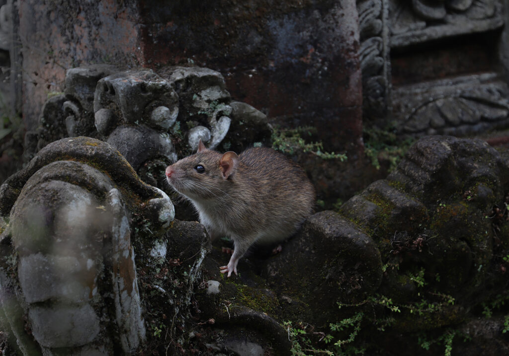 Tikus Dunia Lama (Genus Rattus)