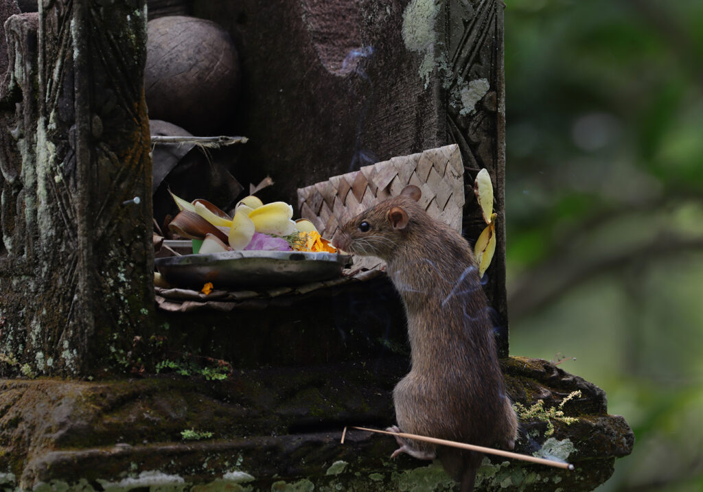 Tikus Dunia Lama (Genus Rattus)