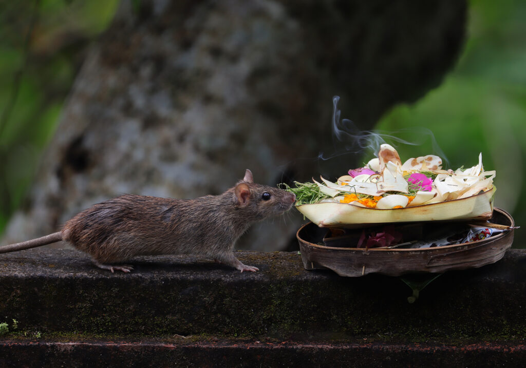 Tikus Dunia Lama (Genus Rattus)