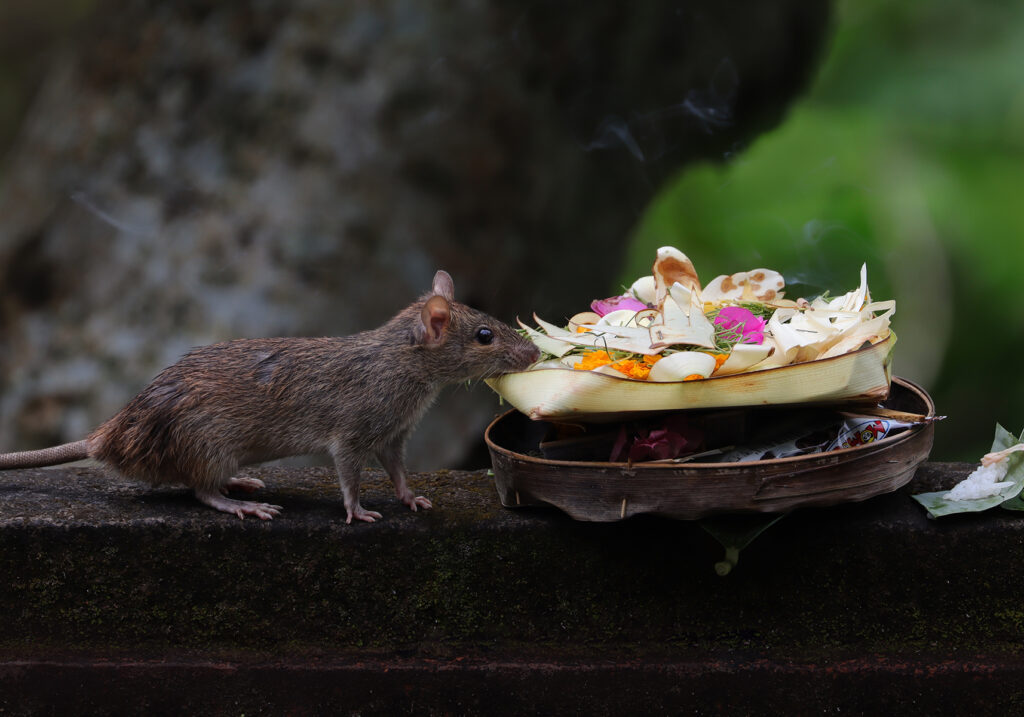 Tikus Dunia Lama (Genus Rattus)