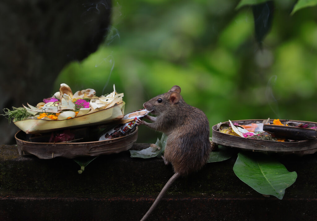 Tikus Dunia Lama (Genus Rattus)