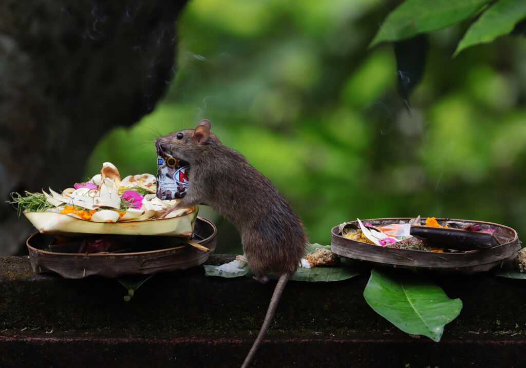 Tikus Dunia Lama (Genus Rattus)