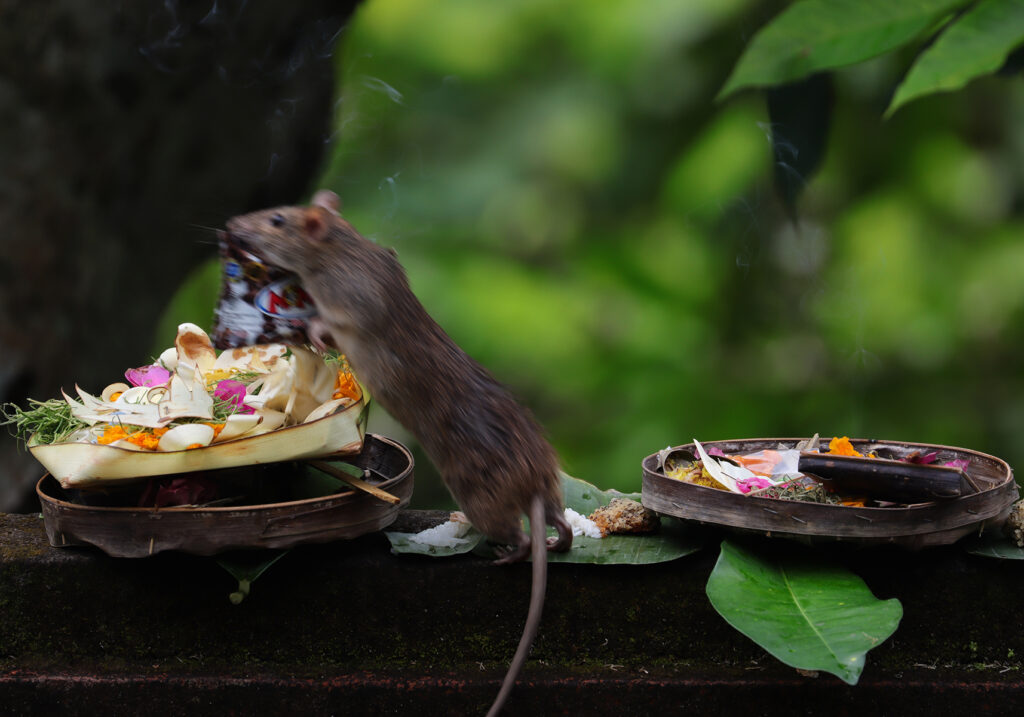 Tikus Dunia Lama (Genus Rattus)