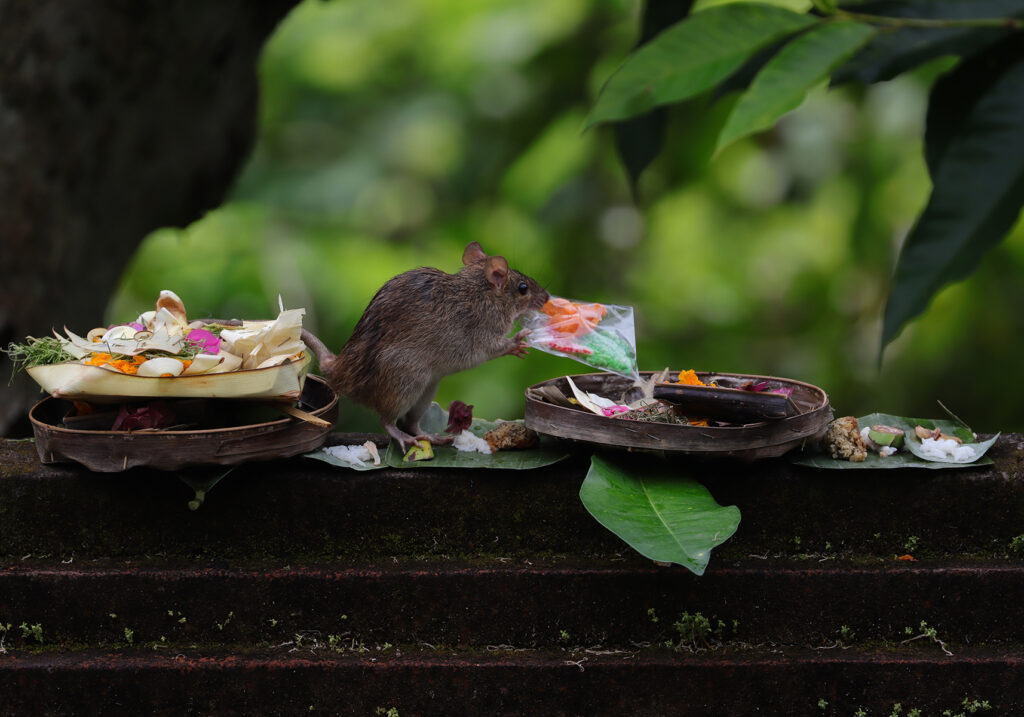 Tikus Dunia Lama (Genus Rattus)