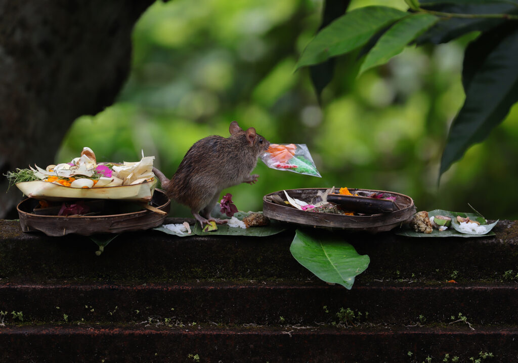 Tikus Dunia Lama (Genus Rattus)