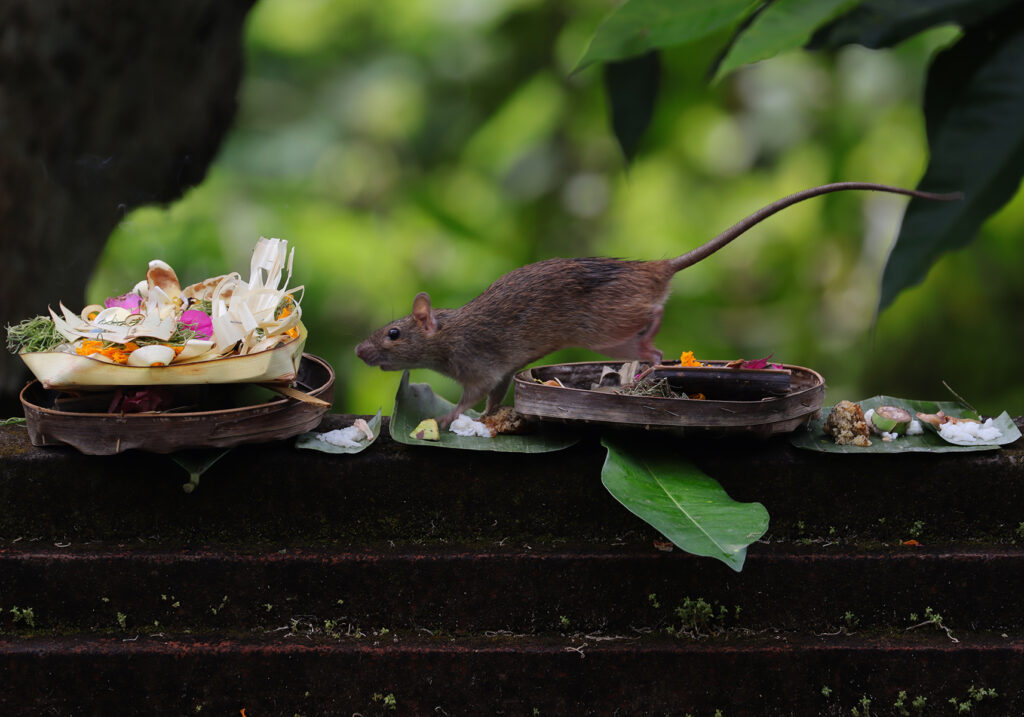 Tikus Dunia Lama (Genus Rattus)