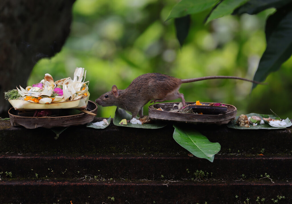 Tikus Dunia Lama (Genus Rattus)